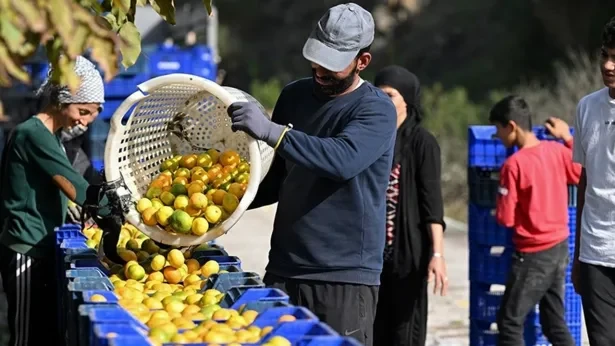 Tarım ve gıda dış ticaret fazlası yüzde 74 düştü